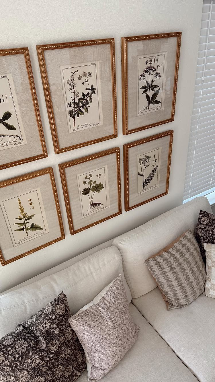 Six framed botanical prints of plants hanging on a wall above a white sofa.