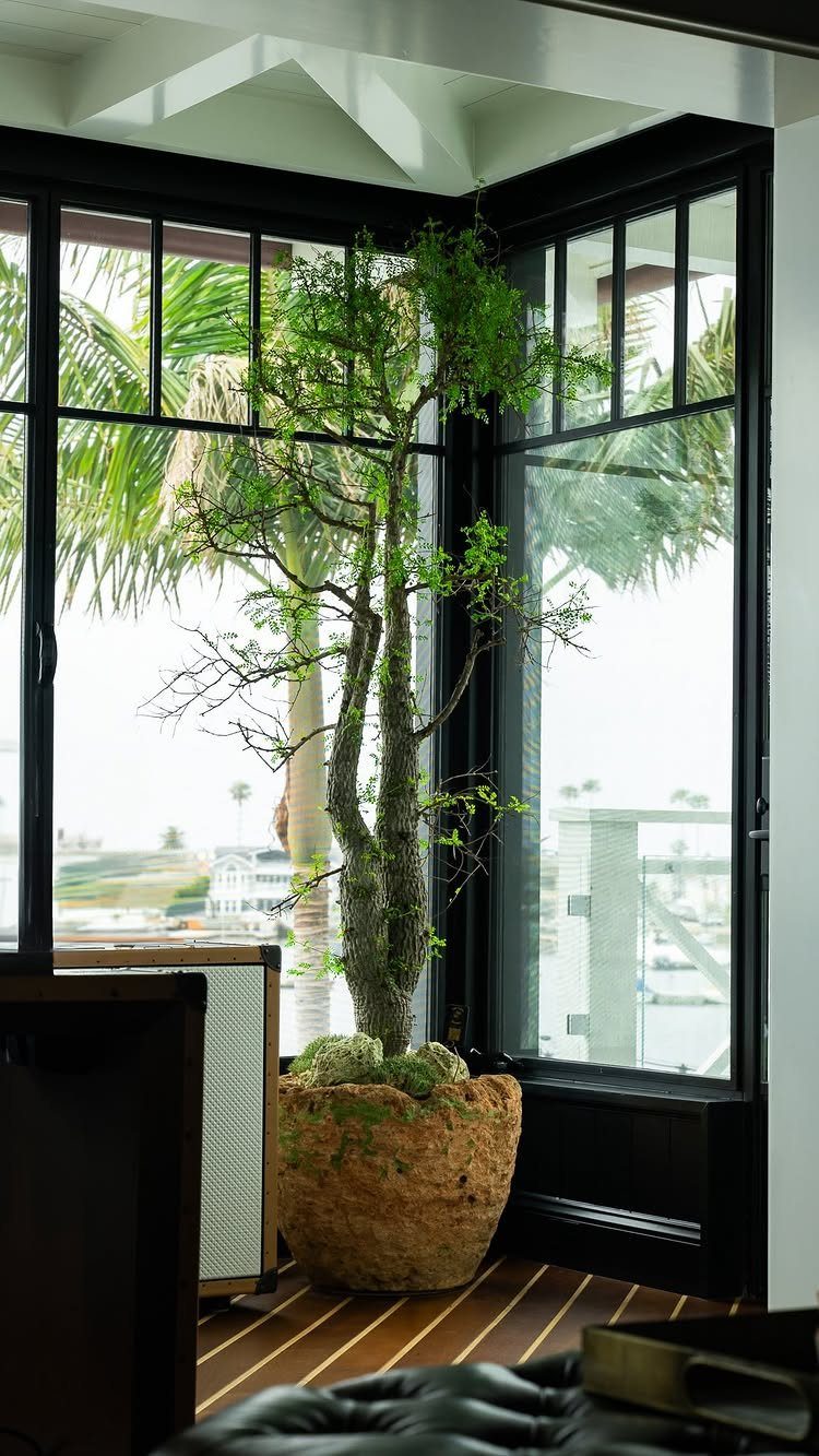 Tall sculptural green plant in a textured pot by black-framed windows