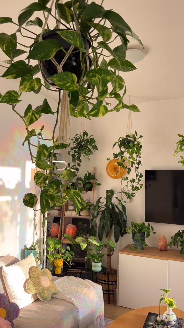 Various green indoor plants hanging and potted in a bright living room corner.